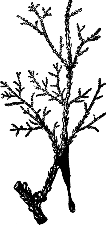 Zweig der Mannatamariske mit der Mannaschildlaus und herabtröpfelndem Manna
